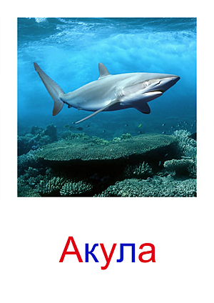 Карточки Домана морские жители