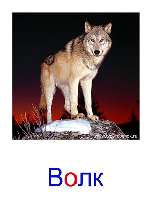 Карточки Домана дикие животные