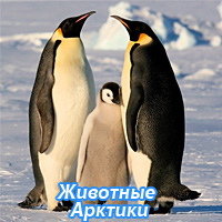 Животные Арктики