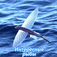 Интересные рыбы