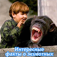 Интересные факты о животных