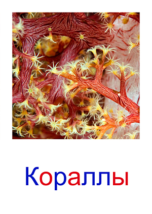 Карточки Домана морские жители