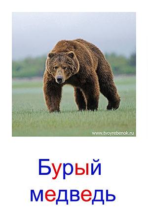Карточки Домана дикие животные