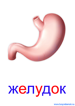 Органы человека для детей