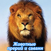 Животные прерий и саванн