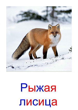 Карточки Домана дикие животные