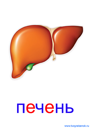 Органы человека для детей