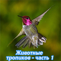 Животные тропиков 1