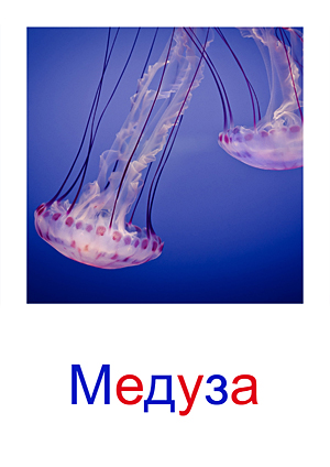 Карточки Домана морские жители