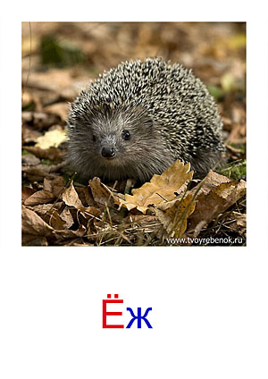 Карточки Домана дикие животные