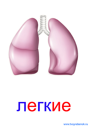 Органы человека для детей