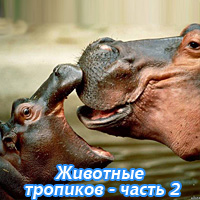 Животные тропиков 2