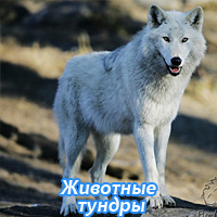 Животные тундры