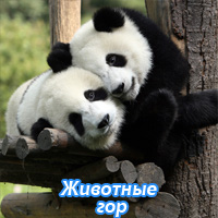 Животные гор