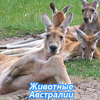 Животные Австралии