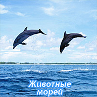 Животные морей