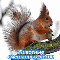 Животные смешанных лесов