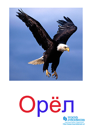 Развивающие карточки для детей