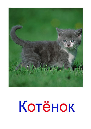 Карточки животные