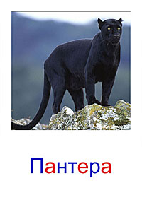 Дикие животные