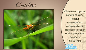Стрекоза