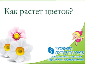 Как растет цветок