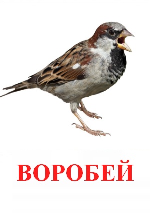 Карточки Домана птицы