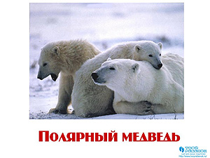 Презентация для детей Животные
