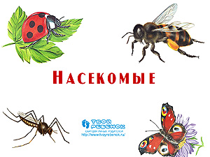 Насекомые презентация