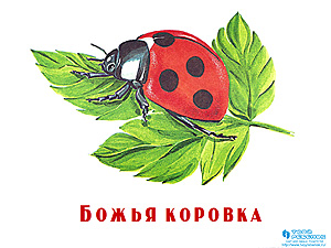 Презентация для детей Насекомые