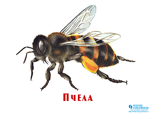 Презентации детям