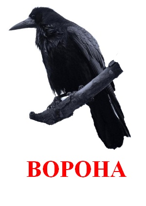 Карточки Домана птицы