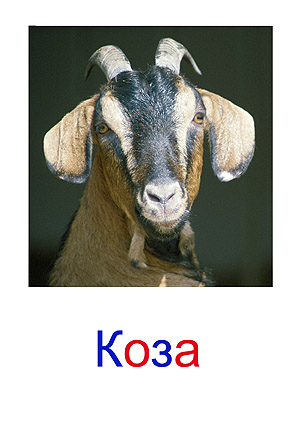 Карточки животные