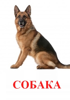Карточки Домана домашние животные