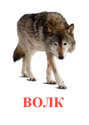Карточки Домана дикие животные