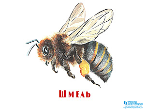 Детская презентация