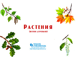 Презентация Растения