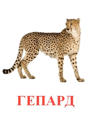 Карточки Домана дикие животные