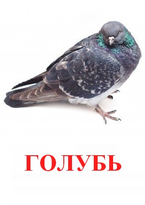Карточки Домана птицы