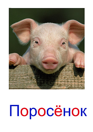 Скачать бесплатно карточки животные