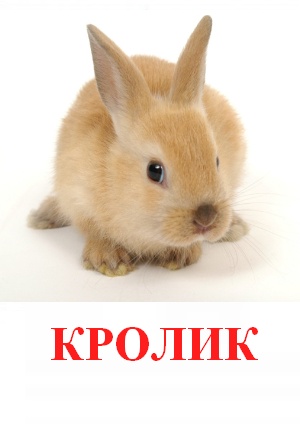 Карточки Домана домашние животные