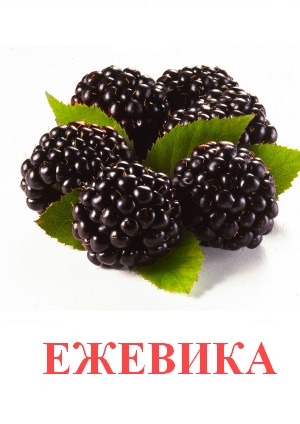 Карточки Домана ягоды