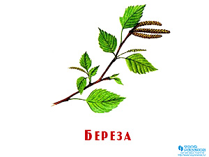 Презентация Растения для детей