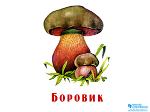 Презентация Грибы для детей