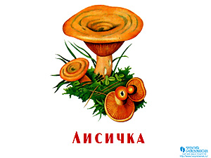 Грибы