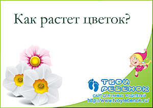Как растет цветок