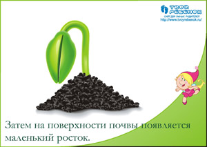 Как растет цветок