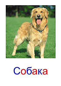 Домашние животные