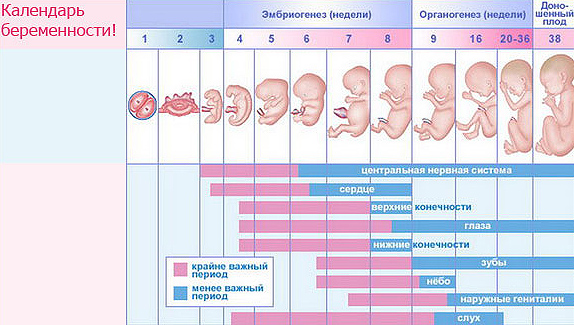 беременность по неделям