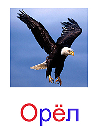 Птицы